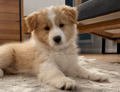 Introducing: Gracie 🫶🏻