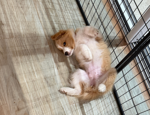 Puppy Management Strategies for a Calm House